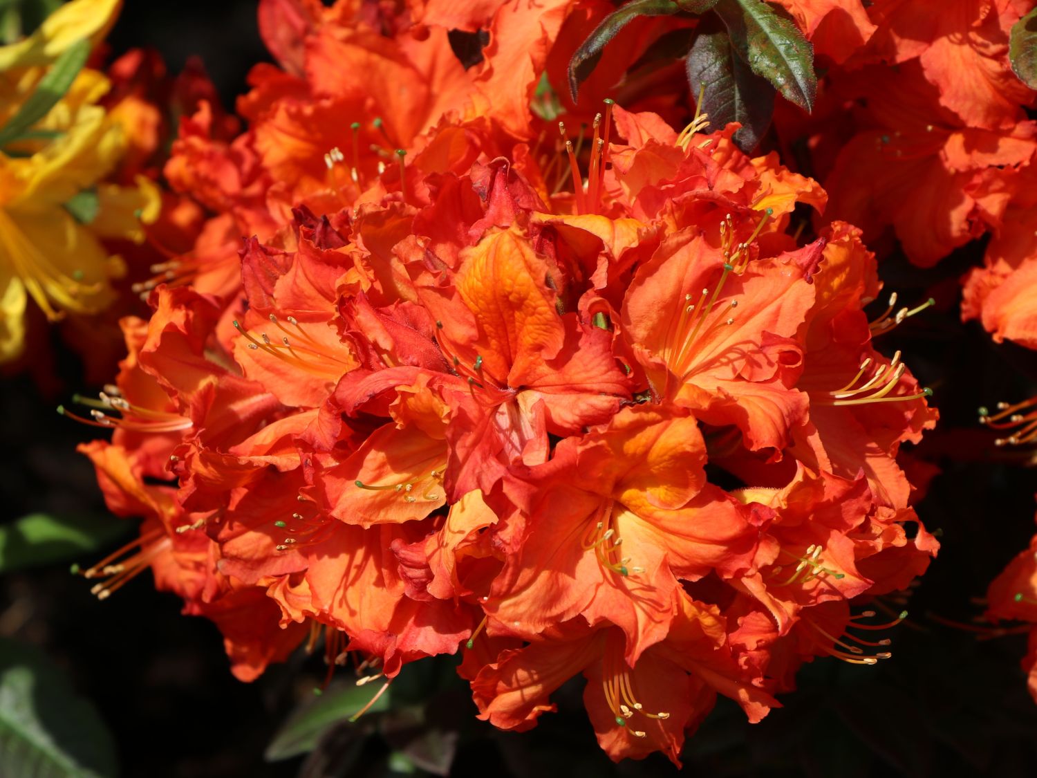 Laubabwerfende Azalee 'Aprikot'