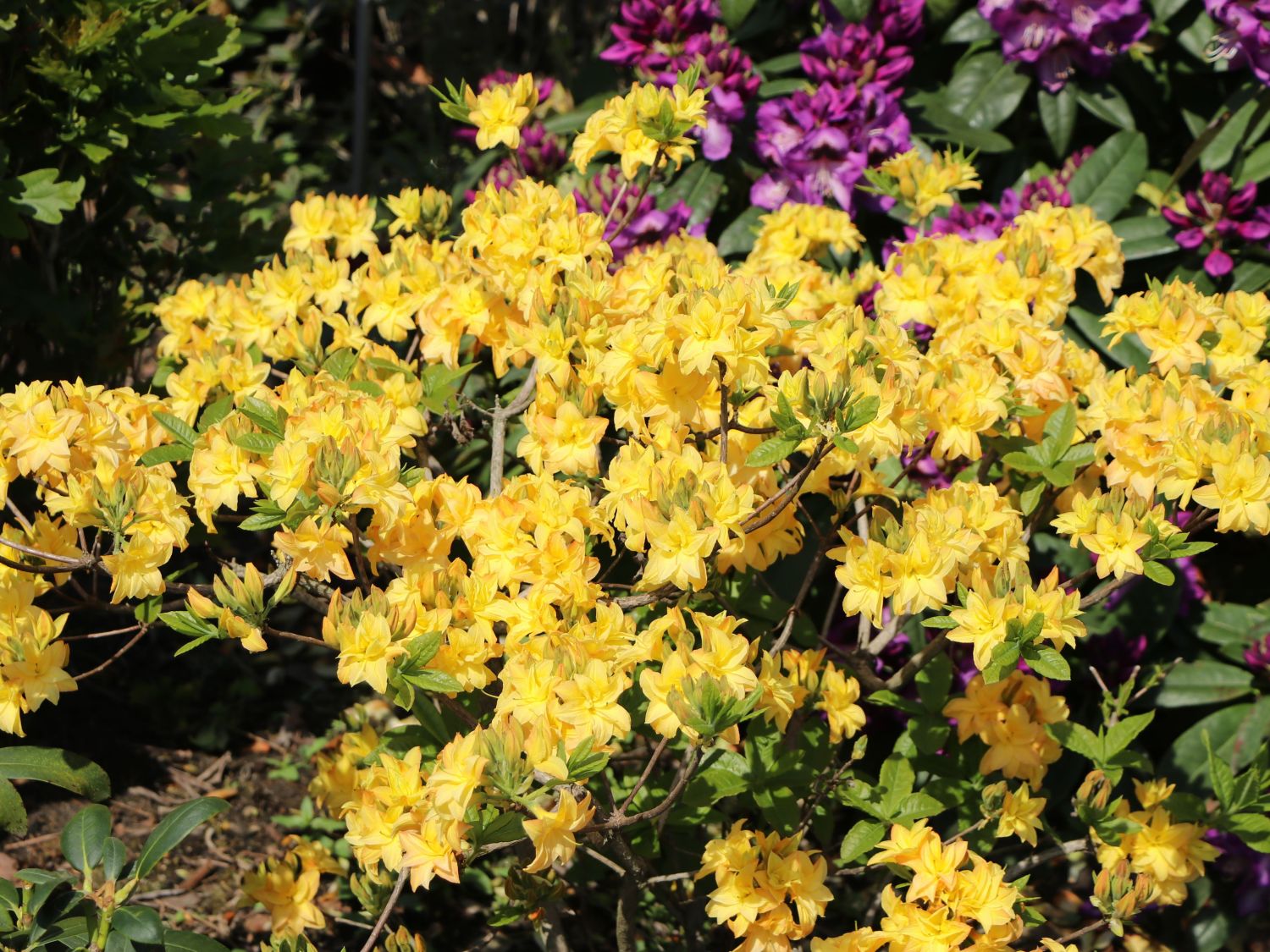 Laubabwerfende Azalee / Gelbe Azalee 'Yellow Pom Pom' - Rhododendron luteum 'Yellow Pom Pom'