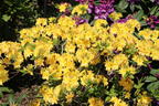 Laubabwerfende Azalee / Gelbe Azalee 'Yellow Pom Pom' - Rhododendron luteum 'Yellow Pom Pom'
