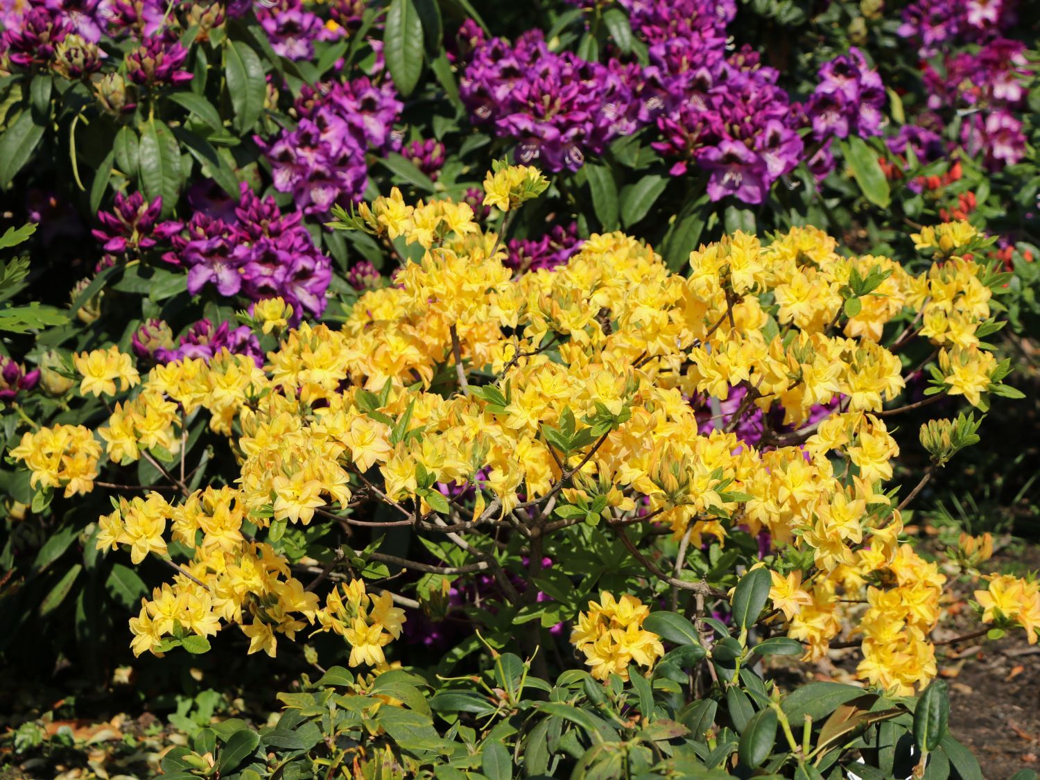 Laubabwerfende Azalee / Gelbe Azalee 'Yellow Pom Pom' - Rhododendron luteum 'Yellow Pom Pom'