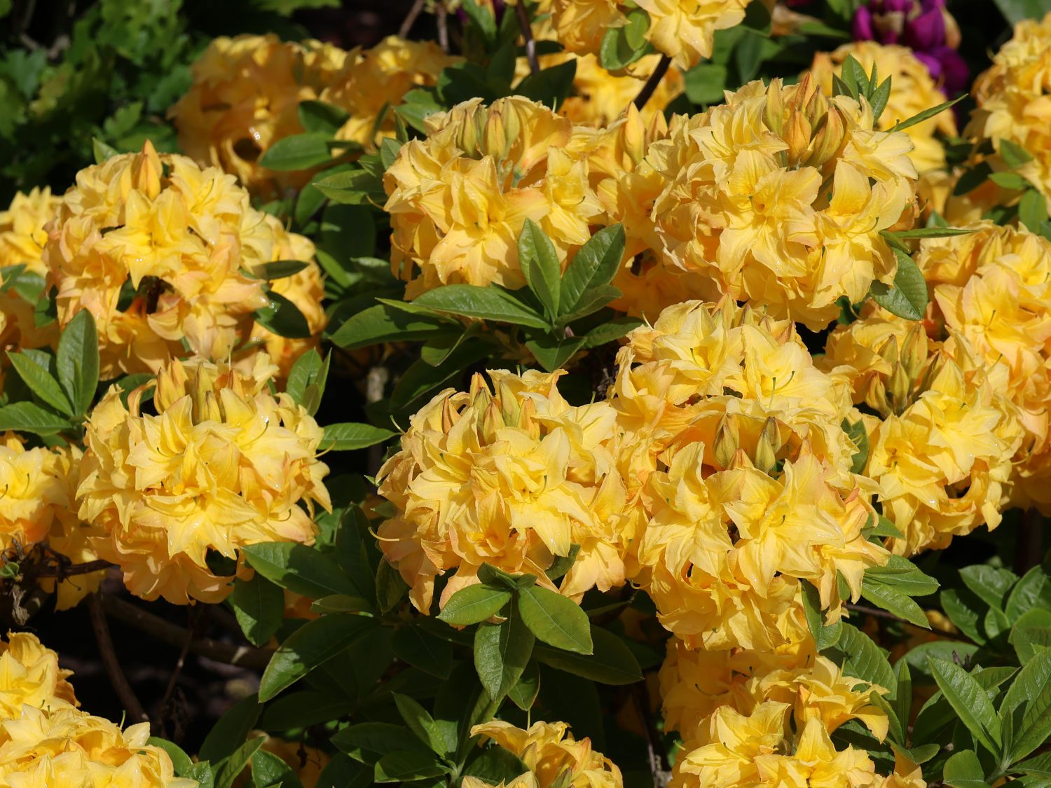 Laubabwerfende Azalee / Gelbe Azalee 'Yellow Pom Pom' - Rhododendron luteum 'Yellow Pom Pom'