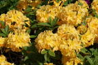 Laubabwerfende Azalee / Gelbe Azalee 'Yellow Pom Pom' - Rhododendron luteum 'Yellow Pom Pom'