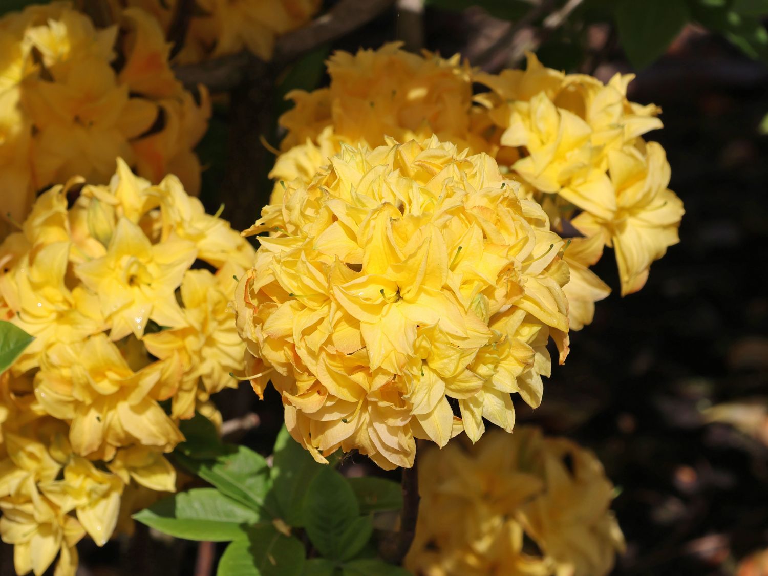Laubabwerfende Azalee / Gelbe Azalee 'Yellow Pom Pom' - Rhododendron luteum 'Yellow Pom Pom'
