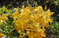 Laubabwerfende Azalee 'Golden Sunset'