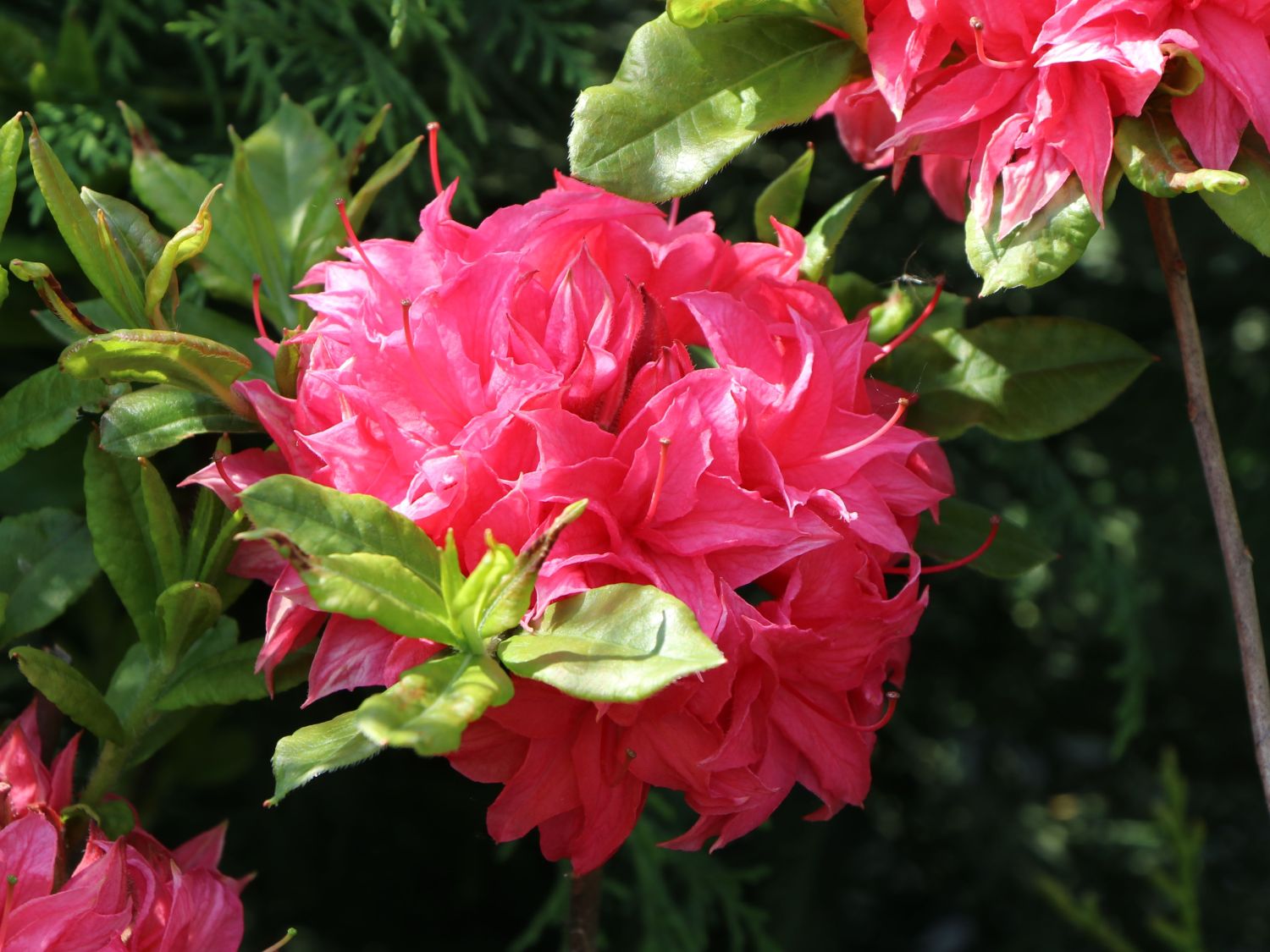 Laubabwerfende Azalee 'Homebush' Rhododendron luteum 'Homebush