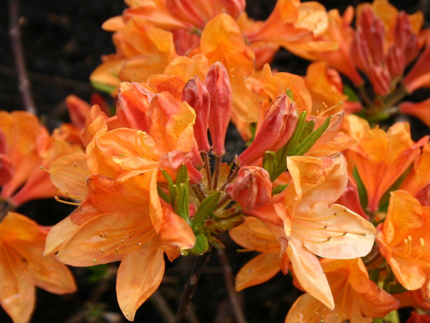 Laubabwerfende Azalee 'Hortulanus H. Witte'
