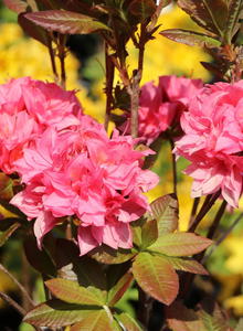 Laubabwerfende Azalee 'Kilian'