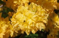 Laubabwerfende Azalee / Gelbe Azalee 'Yellow Pom Pom'