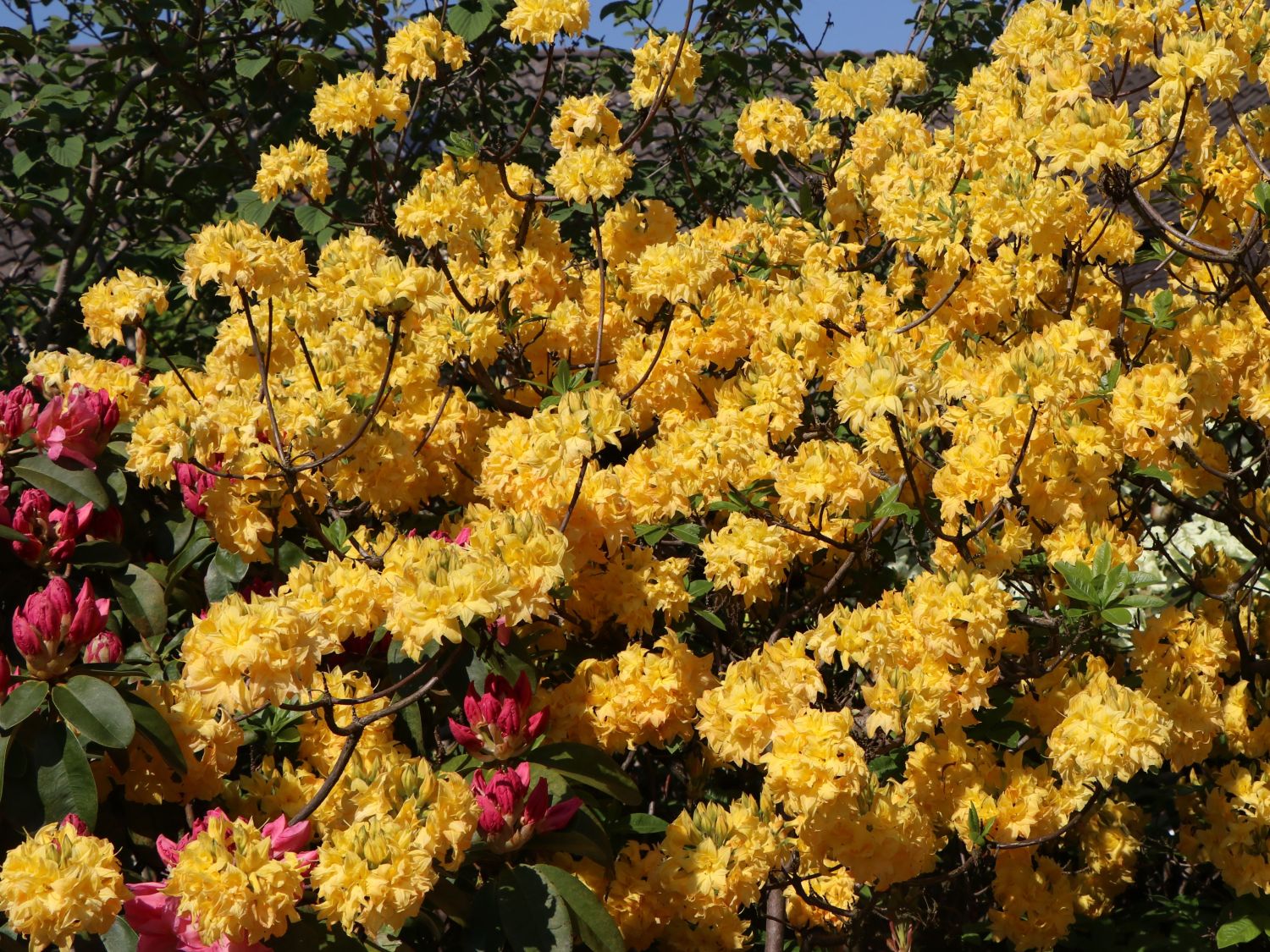Laubabwerfende Azalee / Gelbe Azalee 'Yellow Pom Pom' - Rhododendron luteum 'Yellow Pom Pom'