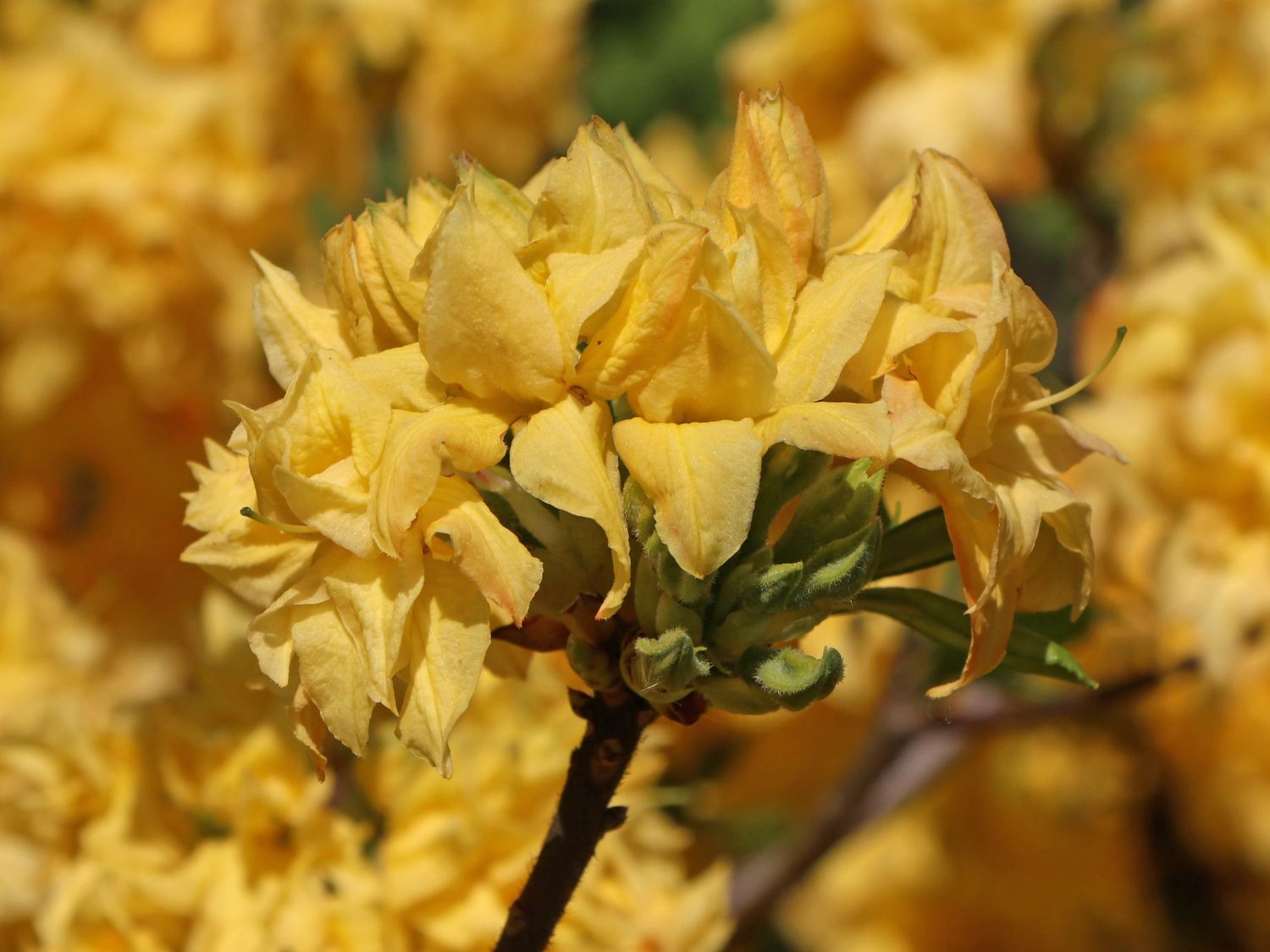 Laubabwerfende Azalee / Gelbe Azalee 'Yellow Pom Pom' - Rhododendron luteum 'Yellow Pom Pom'