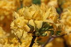 Laubabwerfende Azalee / Gelbe Azalee 'Yellow Pom Pom' - Rhododendron luteum 'Yellow Pom Pom'