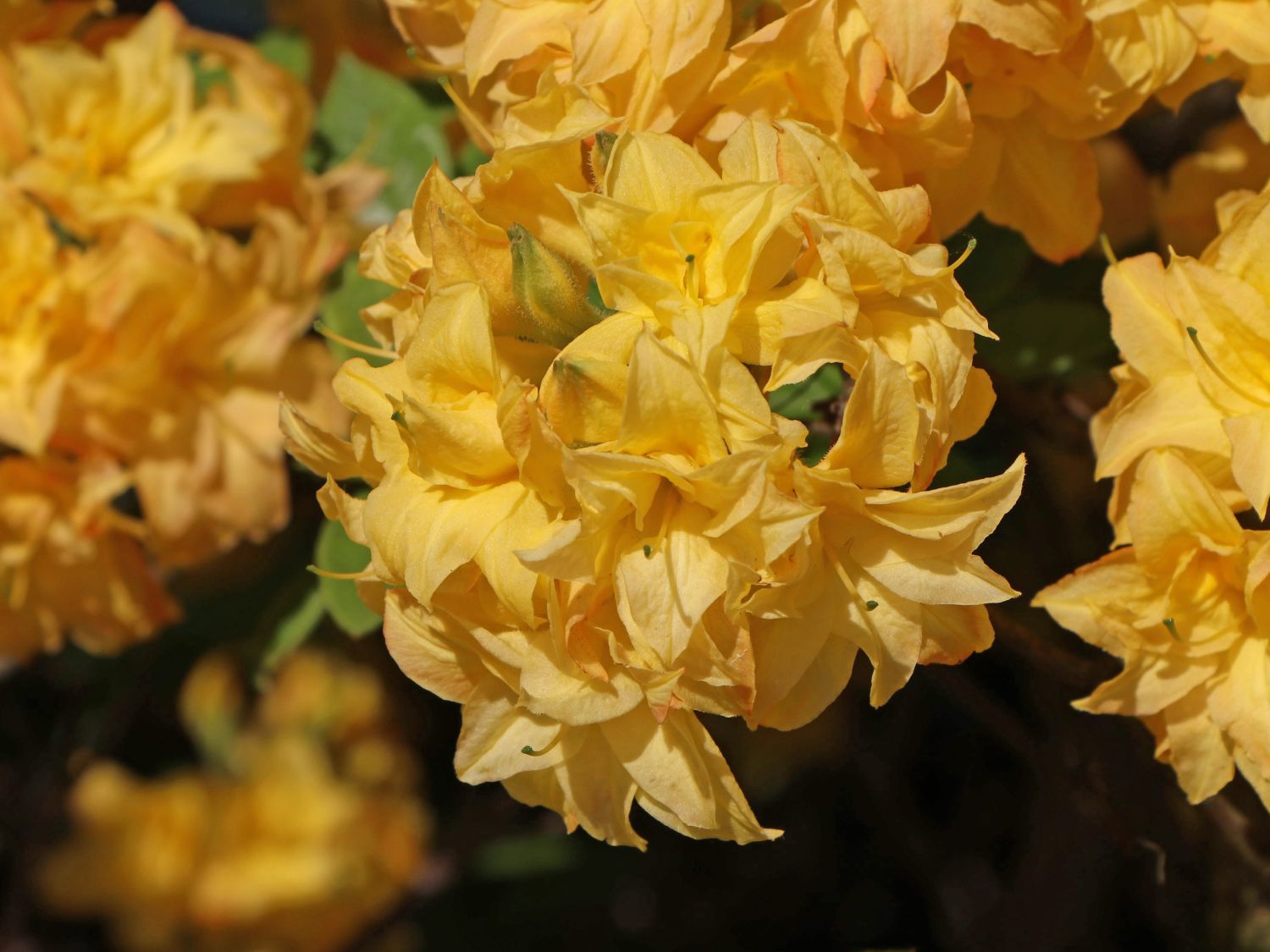 Laubabwerfende Azalee / Gelbe Azalee 'Yellow Pom Pom' - Rhododendron luteum 'Yellow Pom Pom'