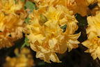 Laubabwerfende Azalee / Gelbe Azalee 'Yellow Pom Pom' - Rhododendron luteum 'Yellow Pom Pom'