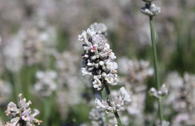 Lavendel 'Aromatica Silver' ®