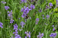Lavendel 'Blue Scent Early'
