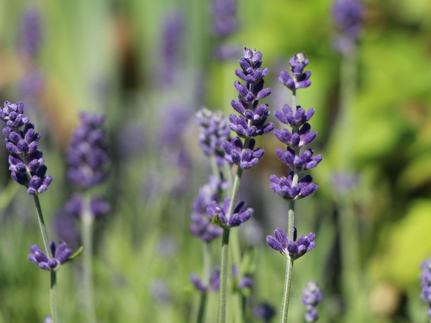 Lavendel 'Blue Scent'