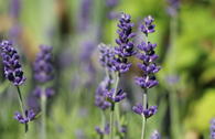 Lavendel 'Blue Scent'