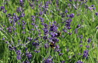 Lavendel 'Bowles Variety'