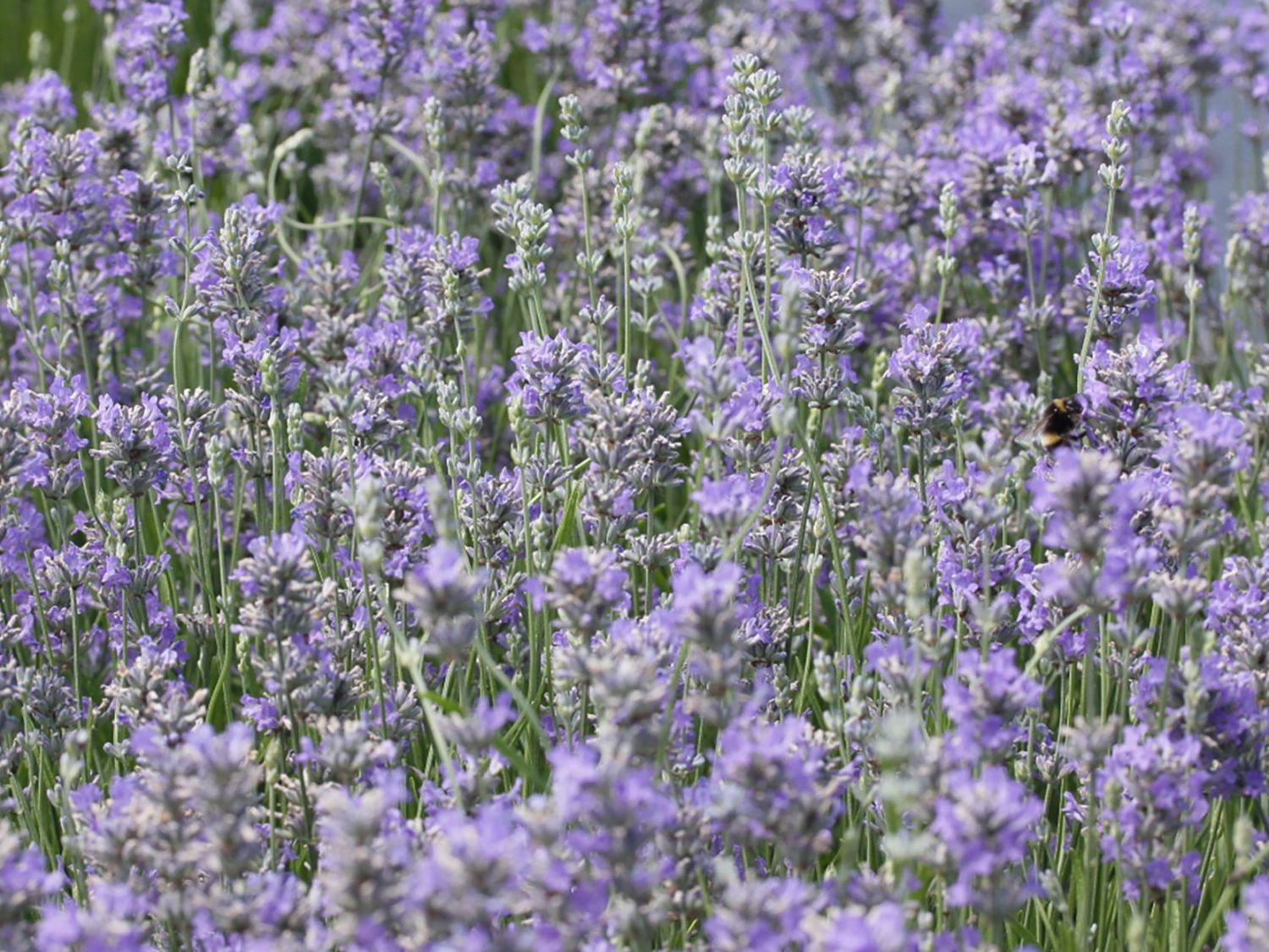 Lavendel 'Cedar Blue'