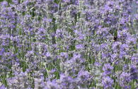 Lavendel 'Cedar Blue'