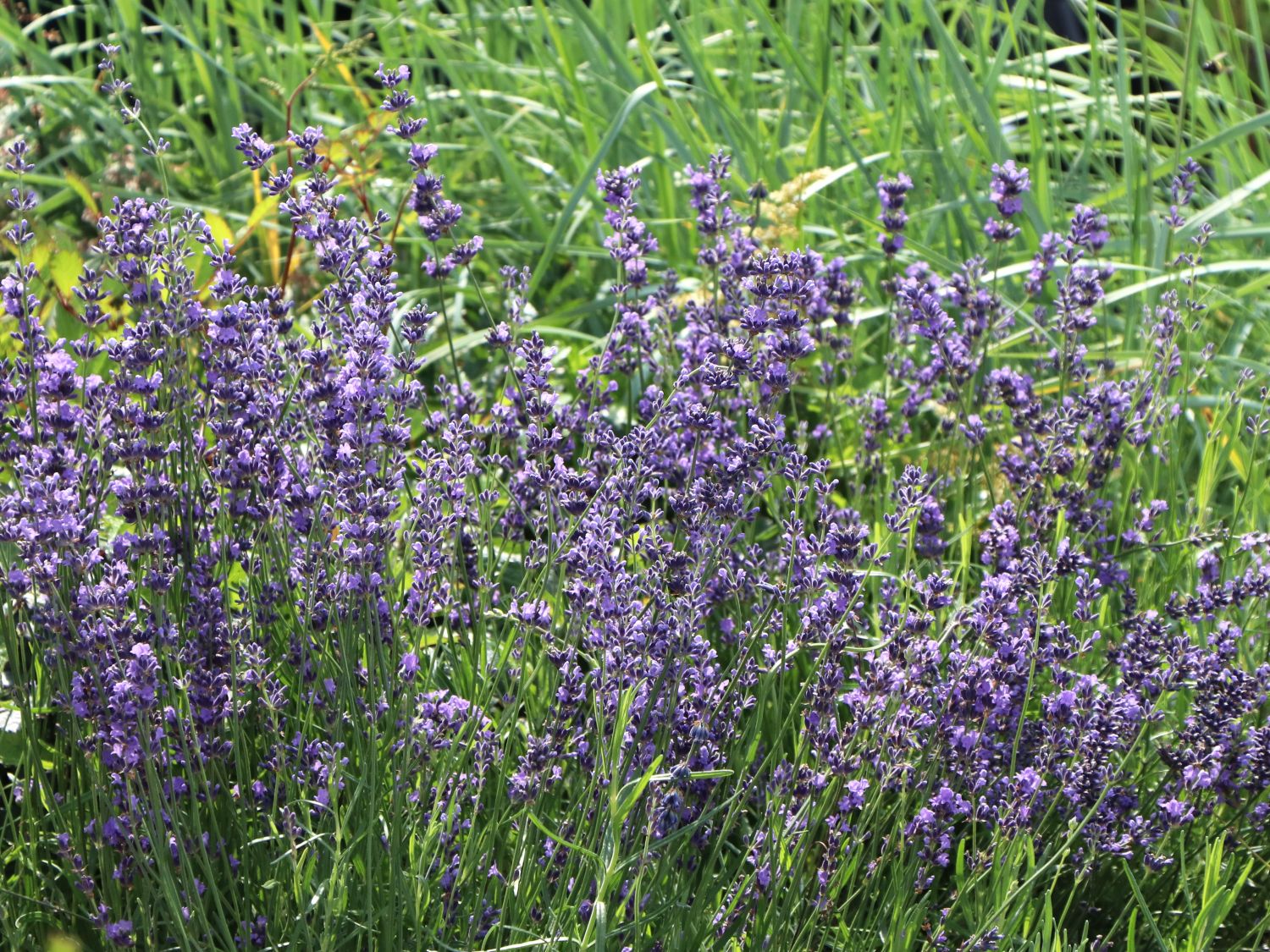Lavendel 'Dwarf Blue' - Lavandula angustifolia 'Dwarf Blue'