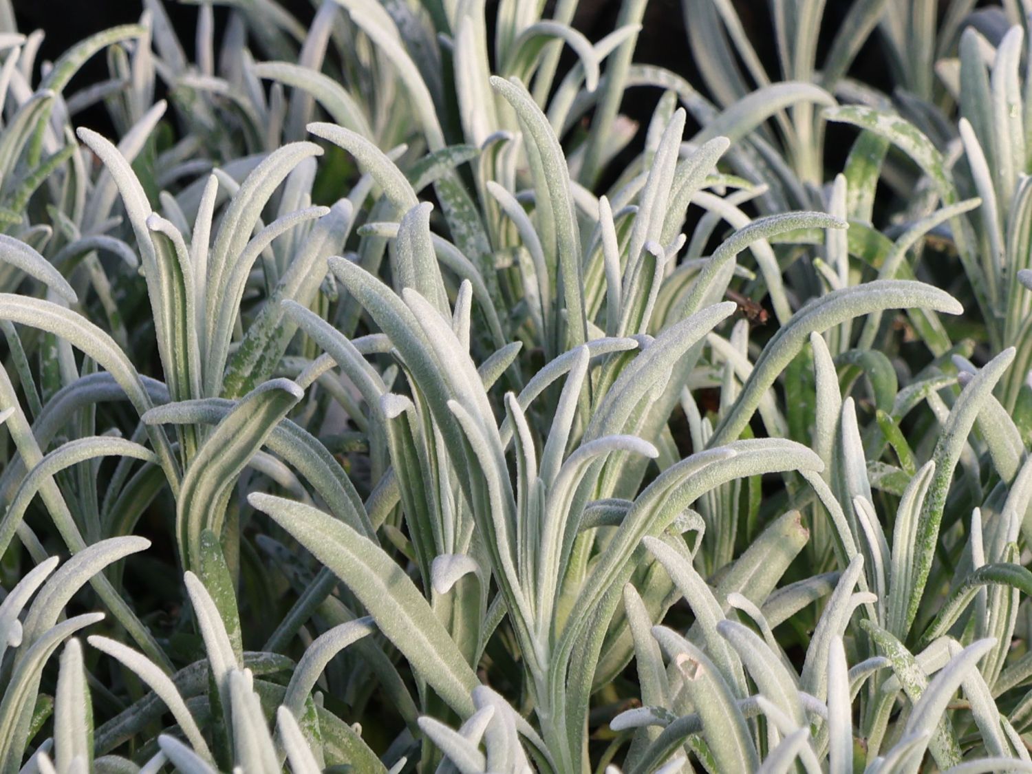 Lavendel 'Exceptional'