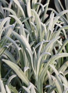 Lavendel 'Exceptional'