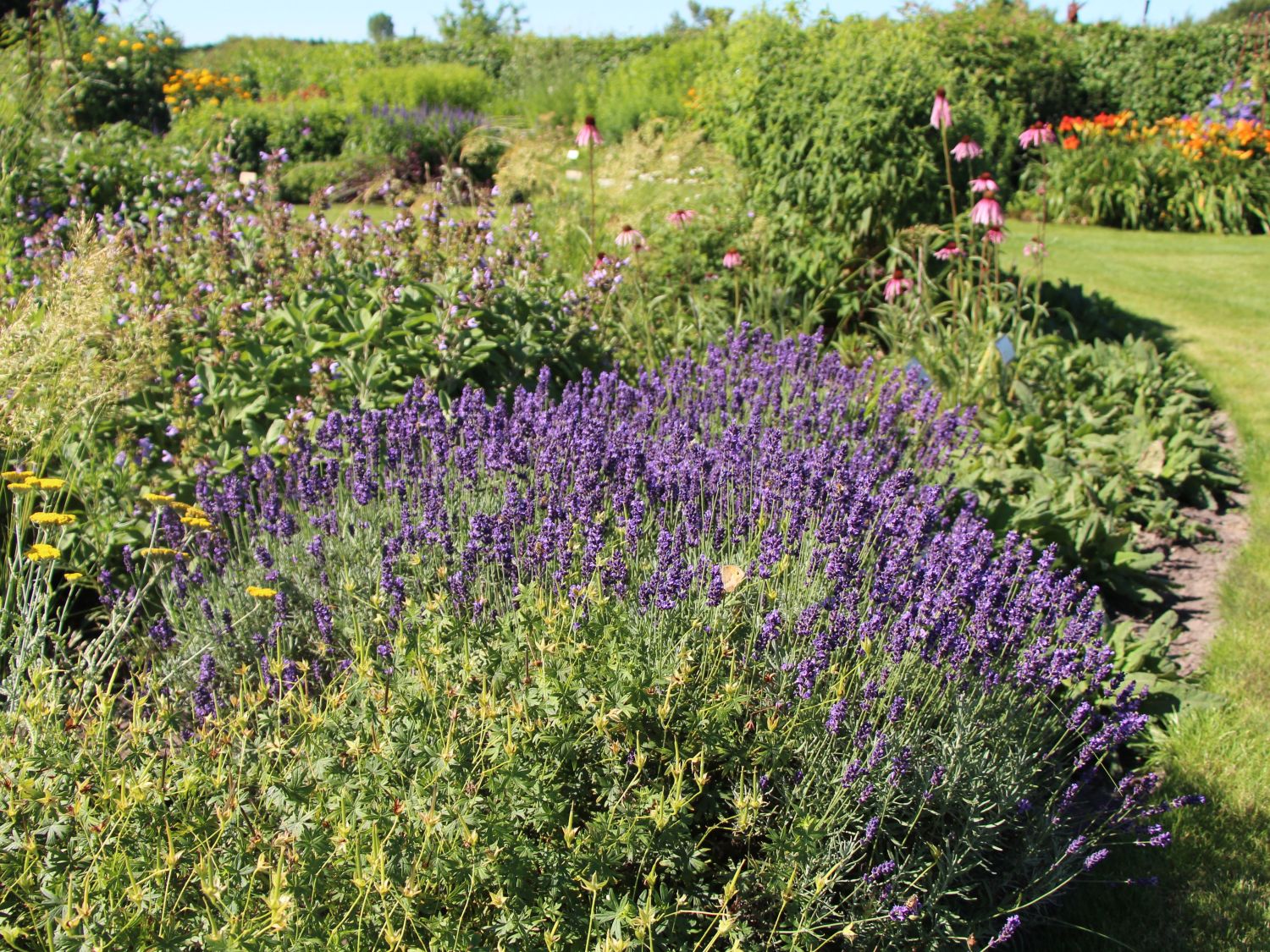 Lavendel 'Hidcote Blue' / 'Strain' - Lavandula angustifolia 'Hidcote Blue' / 'Strain'