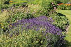 Lavendel 'Hidcote Blue' / 'Strain' - Lavandula angustifolia 'Hidcote Blue' / 'Strain'