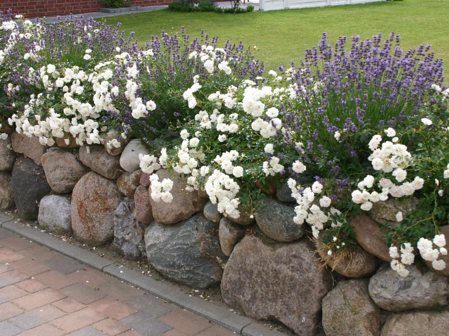 Lavendel 'Hidcote Blue' / 'Strain' - Lavandula angustifolia 'Hidcote Blue' / 'Strain'