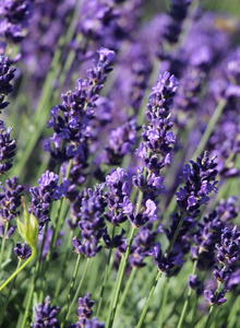 Lavendel 'Hidcote Blue' / 'Strain'