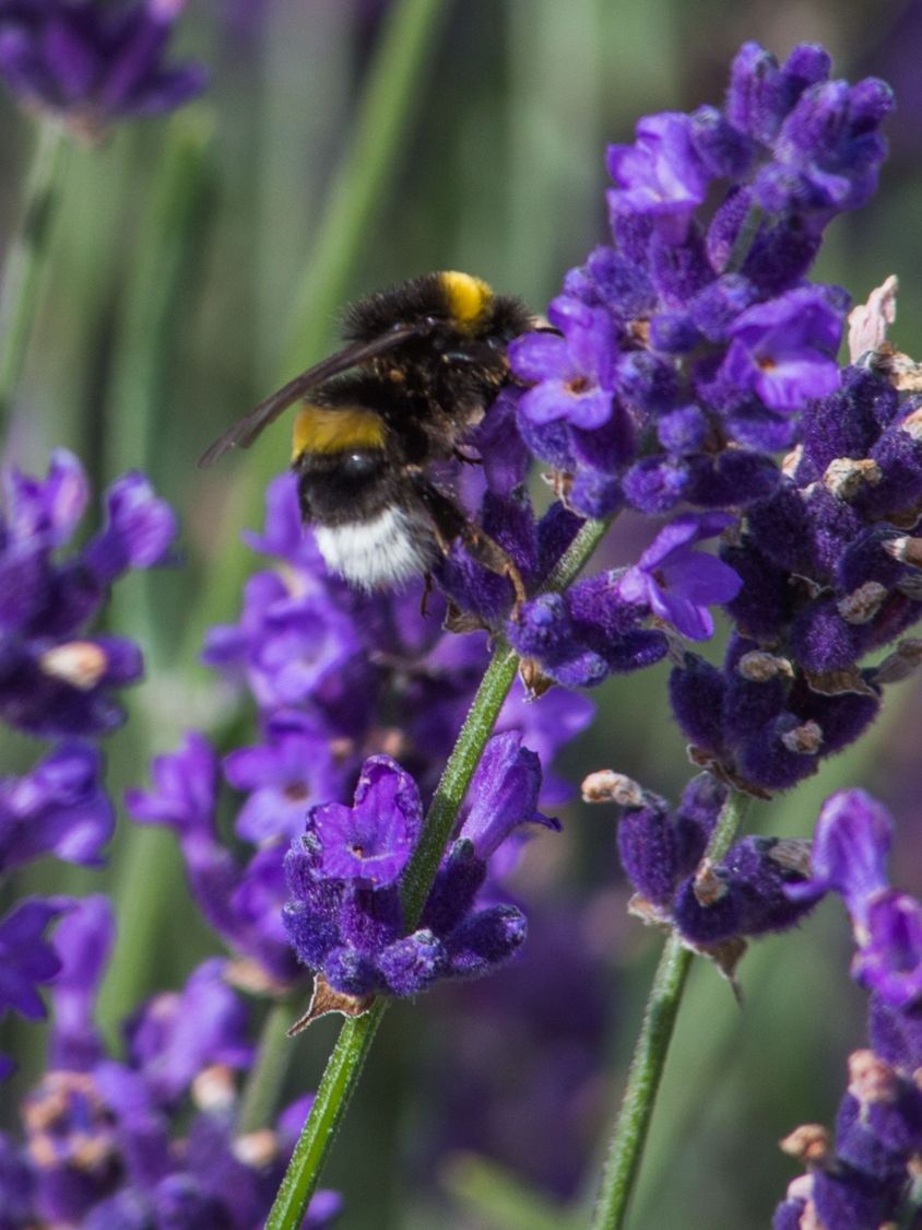 Lavendel 'Hidcote Blue' / 'Strain' - Lavandula angustifolia 'Hidcote Blue' / 'Strain'