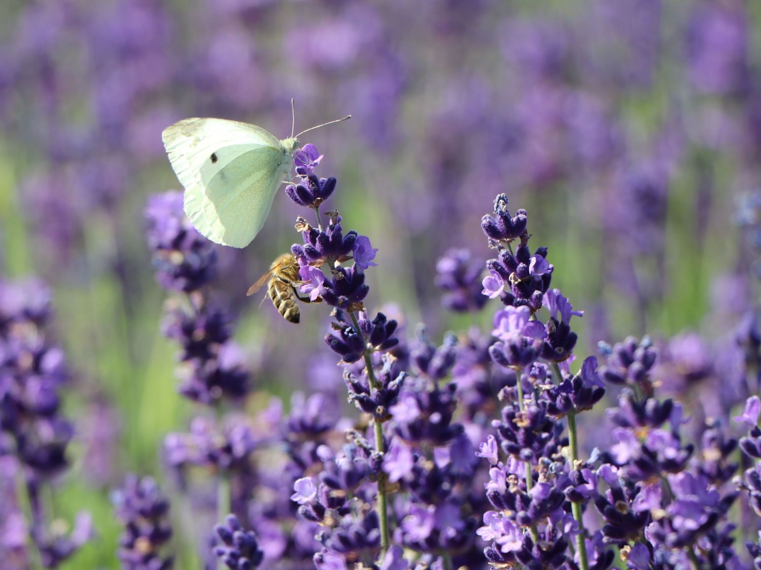 Lavendel 'Hidcote Blue' / 'Strain' - Lavandula angustifolia 'Hidcote Blue' / 'Strain'