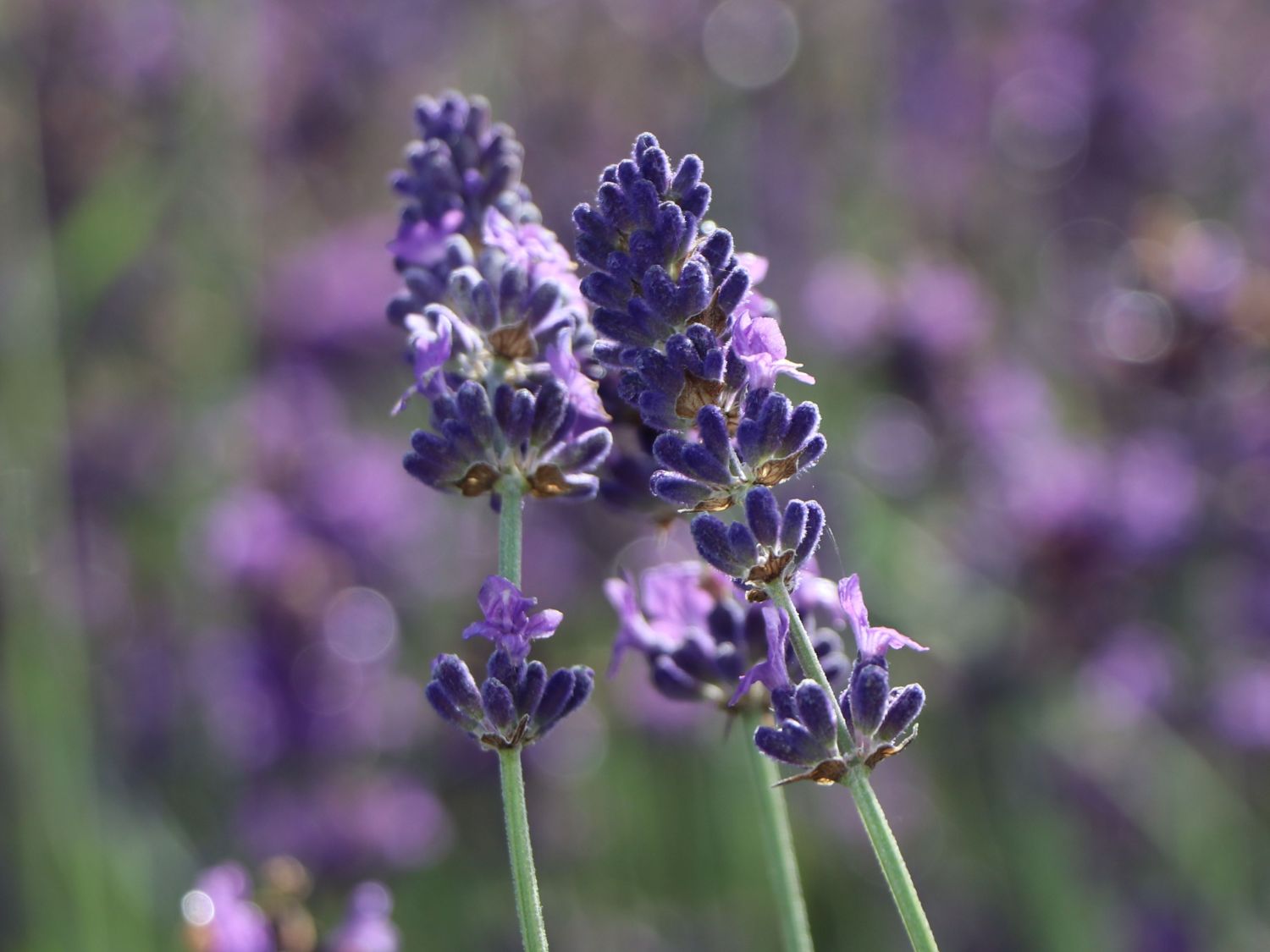 Lavendel 'Hidcote Blue' / 'Strain' - Lavandula angustifolia 'Hidcote Blue' / 'Strain'