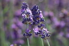 Lavendel 'Hidcote Blue' / 'Strain' - Lavandula angustifolia 'Hidcote Blue' / 'Strain'