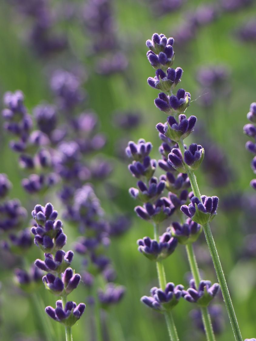 Lavendel 'Hidcote Blue' / 'Strain' - Lavandula angustifolia 'Hidcote Blue' / 'Strain'