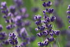 Lavendel 'Hidcote Blue' / 'Strain' - Lavandula angustifolia 'Hidcote Blue' / 'Strain'