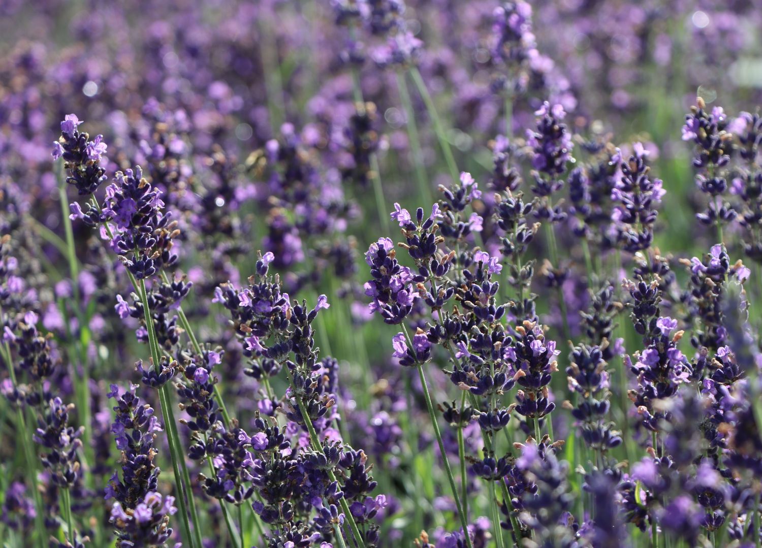 Lavendel 'Hidcote Blue' / 'Strain' - Lavandula angustifolia 'Hidcote Blue' / 'Strain'