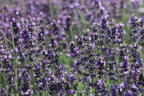 Lavendel 'Hidcote Blue' / 'Strain' - Lavandula angustifolia 'Hidcote Blue' / 'Strain'