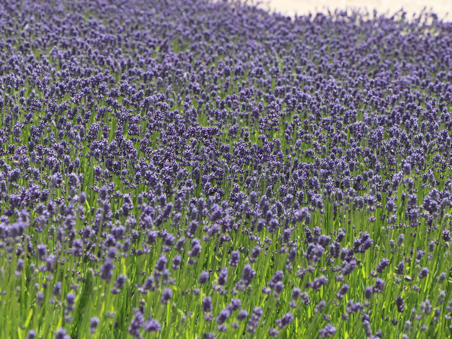 Lavendel 'Hidcote Blue' / 'Strain' - Lavandula angustifolia 'Hidcote Blue' / 'Strain'