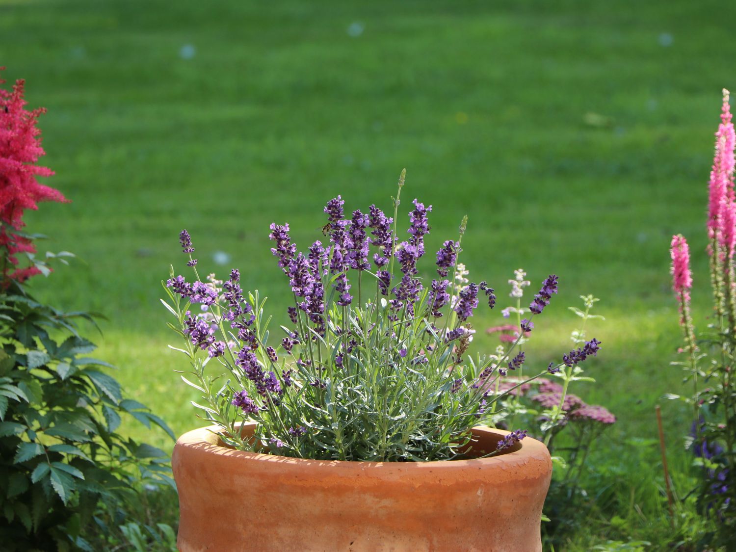 Lavendel 'Hidcote Blue' / 'Strain' - Lavandula angustifolia 'Hidcote Blue' / 'Strain'