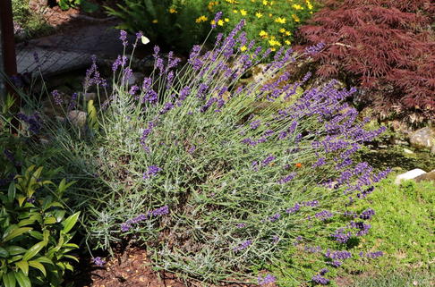 Lavendel 'Imperial Gem' - Lavandula angustifolia 'Imperial Gem'