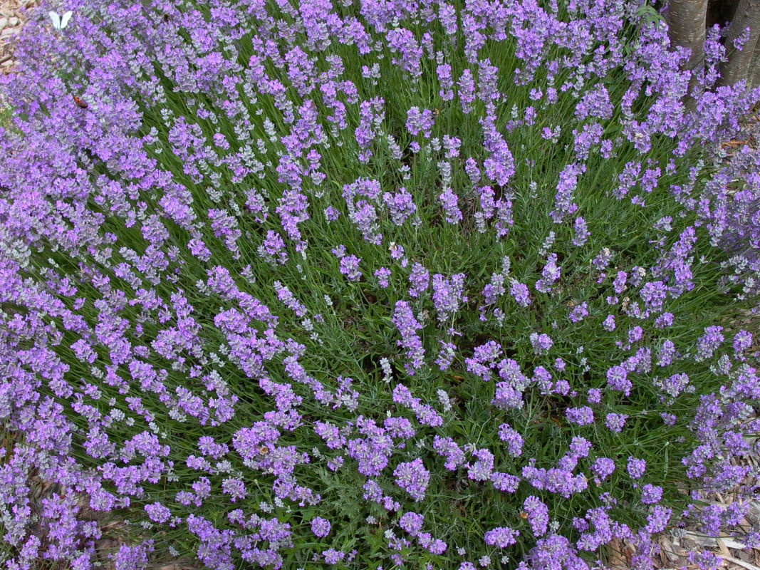Lippenblütler (Lamiaceae)