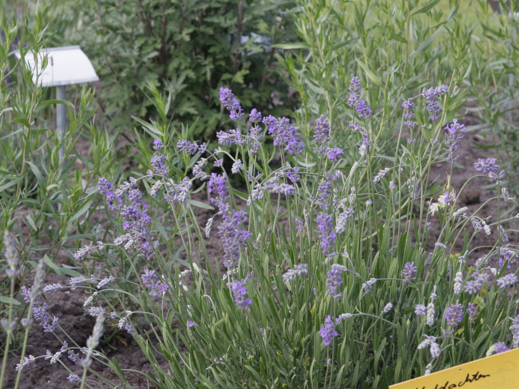 Lavendel 'Middachten'