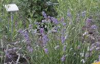 Lavendel 'Middachten'