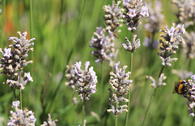 Lavendel 'Miss Katherine'