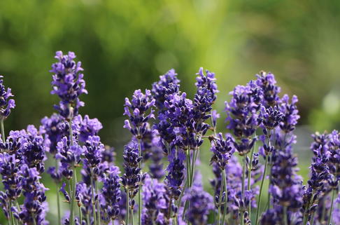 Lavendel 'Phenomenal' / 'Niko' - Lavandula x intermedia 'Phenomenal' / 'Niko'