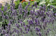 Lavendel 'Richard Gray'