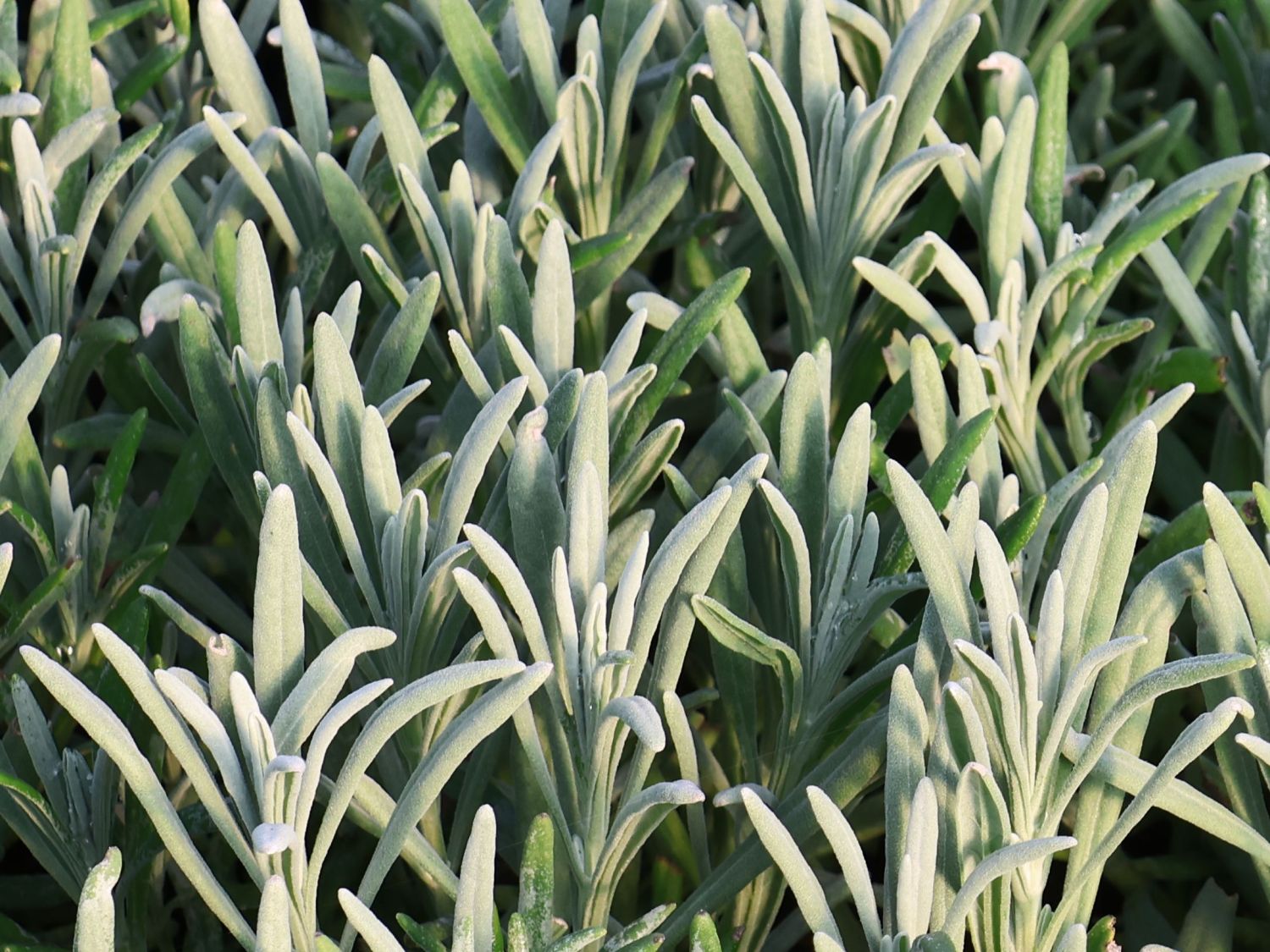 Lavendel 'Sensational!'