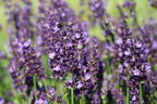 Lavendel 'Siesta' - Lavandula angustifolia 'Siesta'
